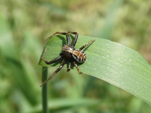 Xysticus sp.