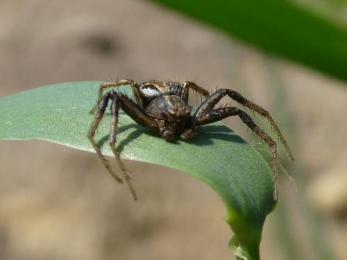 Xysticus sp.