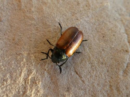 Réf. 241 863 : Labidostomis longimana