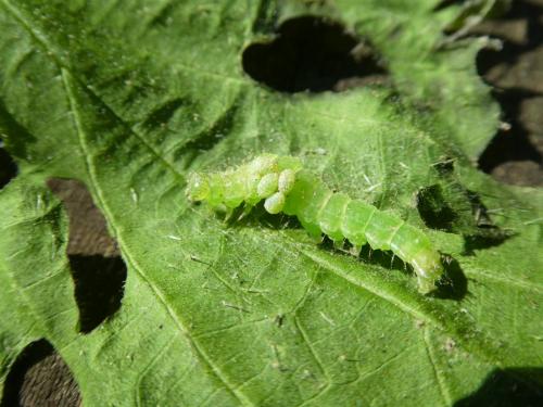 Réf. 241 644 : Hypena proboscidalis