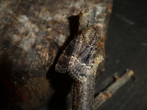 Amphipyra pyramidea
