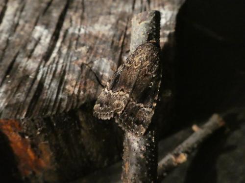 Amphipyra pyramidea