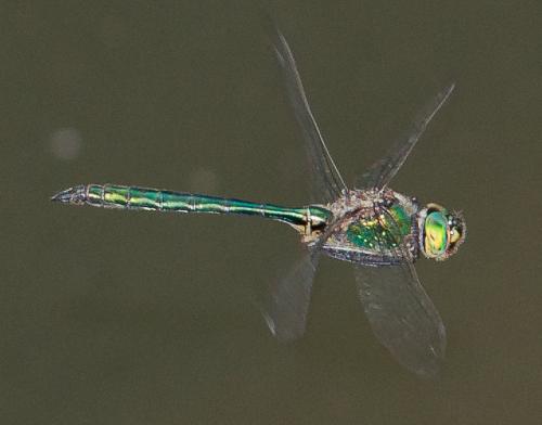 Réf. 241 112 : Somatochlora metallica