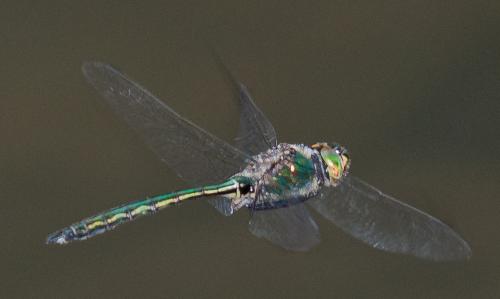 Réf. 241 113 : Somatochlora metallica