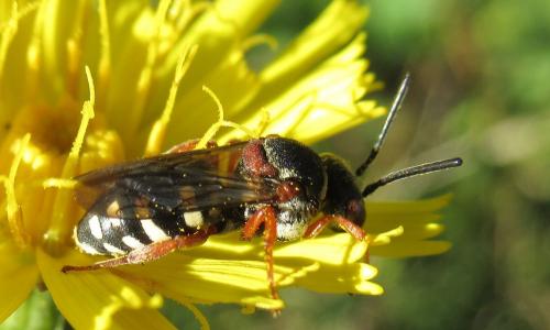 Réf. 241 674 : Epeolus sp.