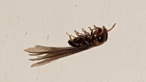 Kalotermes flavicollis