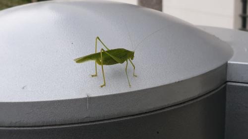 Phaneroptera nana
