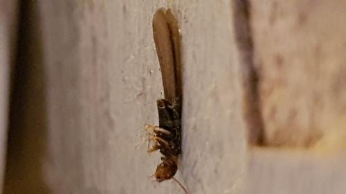 Kalotermes flavicollis