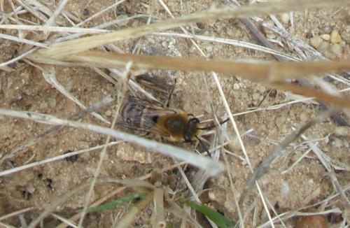 Colletes sp.