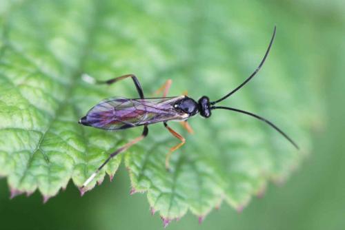 Cryptinae