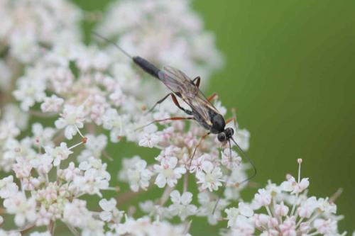 Cremastinae