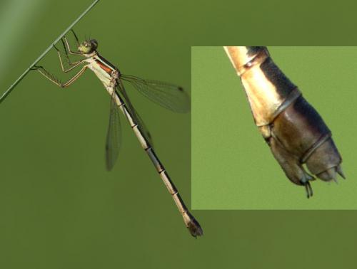 Réf. 241 376 : Lestes barbarus
