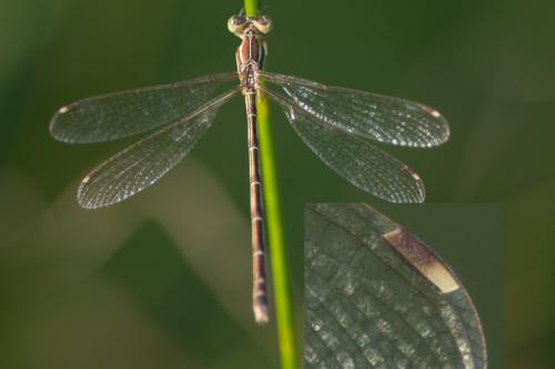 Lestes barbarus