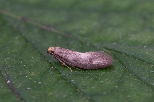 Pseudatemelia sp.