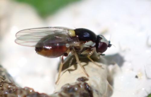 Gaurax flavomaculatus