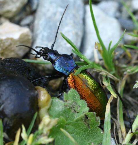 Carabus hispanus