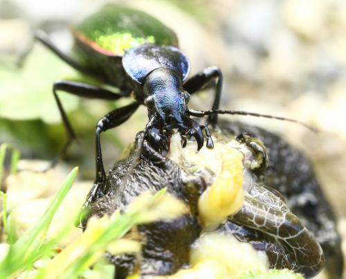 Carabus hispanus