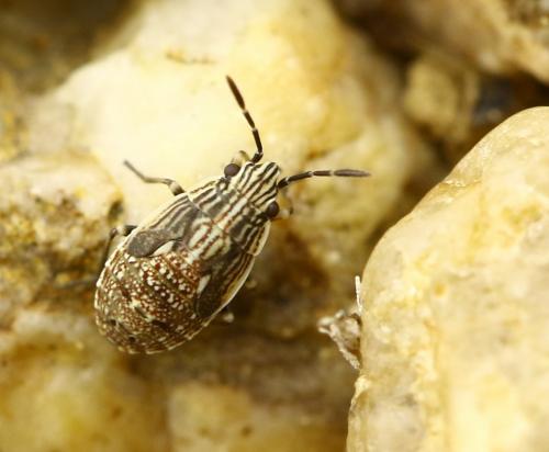 Réf. 241 496 : Nysius sp.