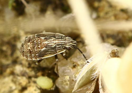 Nysius sp.
