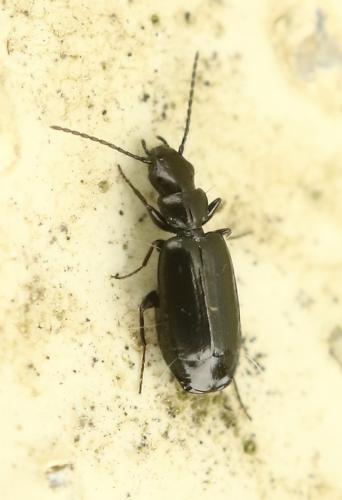 Réf. 241 544 : Microlestes negrita