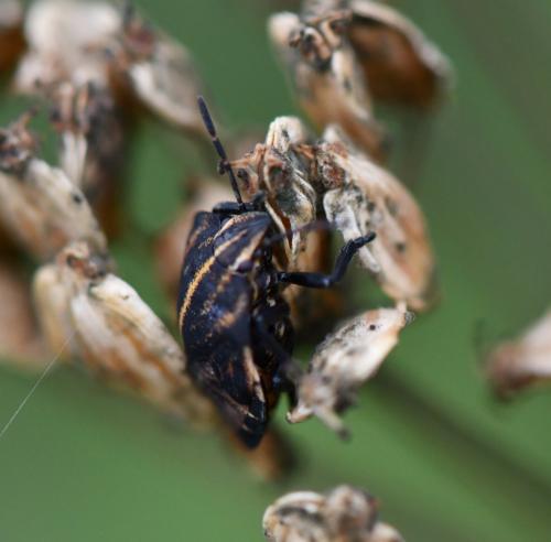 Graphosoma italicum