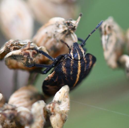 Réf. 241 297 : Graphosoma italicum