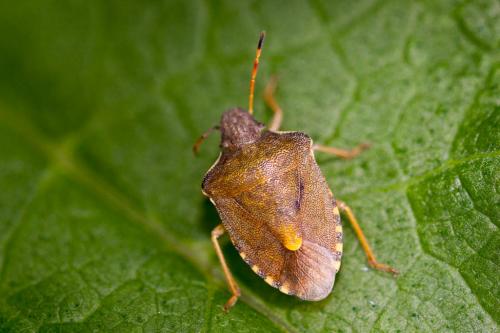 Réf. 241 675 : Peribalus strictus vernalis