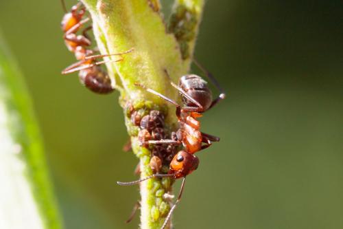 Glyphina betulae