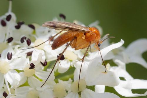 Réf. 241 257 : Leia sp.