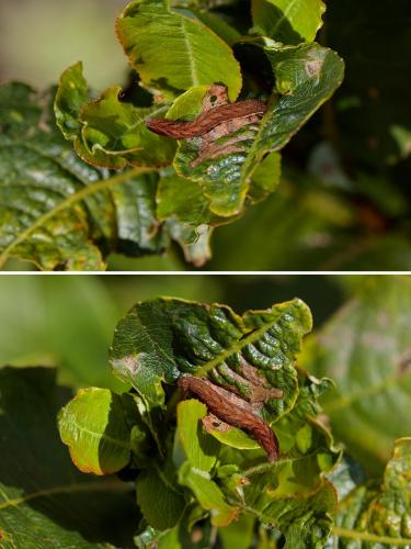 Papestra biren