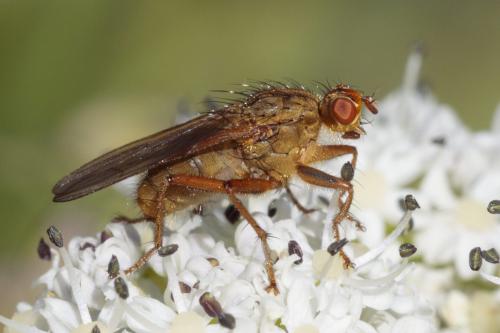Scathophaga furcata