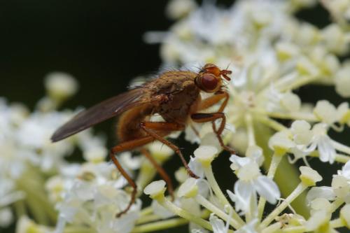 Scathophaga lutaria