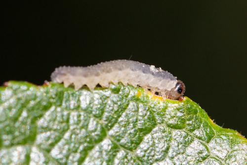 Réf. 241 020 : Rhogogaster sp.