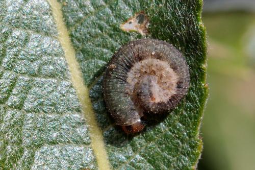 Réf. 241 023 : Rhogogaster sp.