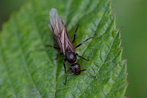 Réf. 241 533 : Formica sp.