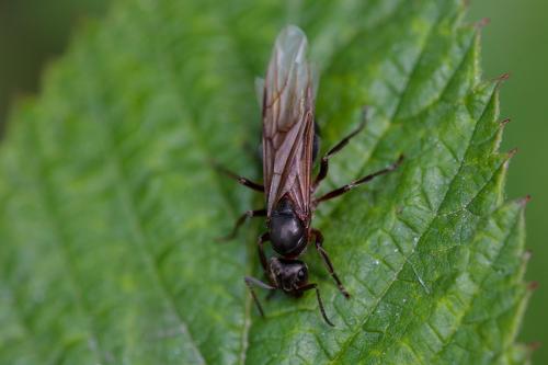 Réf. 241 534 : Formica sp.