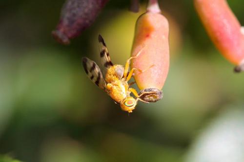Rhagoletis meigenii