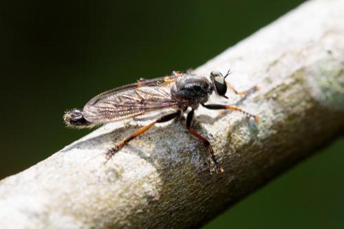 Neoitamus cothurnatus