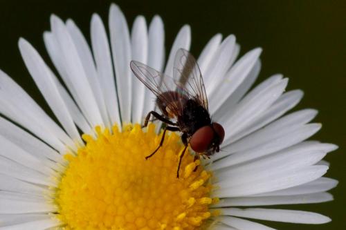 Phasia barbifrons