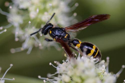 Discoelius dufourii