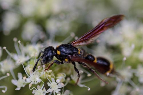 Réf. 241 458 : Discoelius dufourii