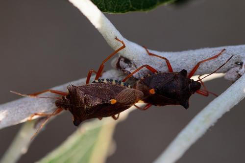 Pentatoma rufipes