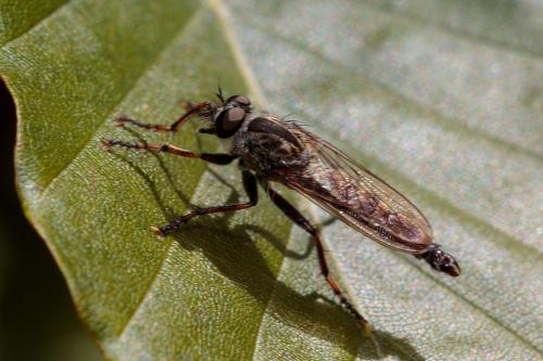 Réf. 241 637 : Neoitamus cothurnatus