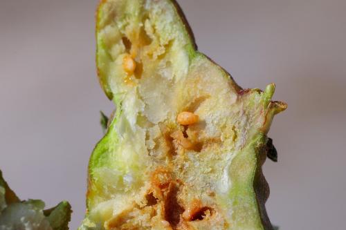 Rabdophaga salicis