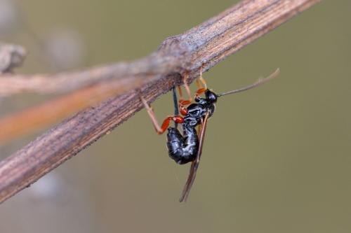 Scambus sp.