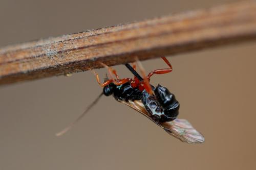 Scambus sp.