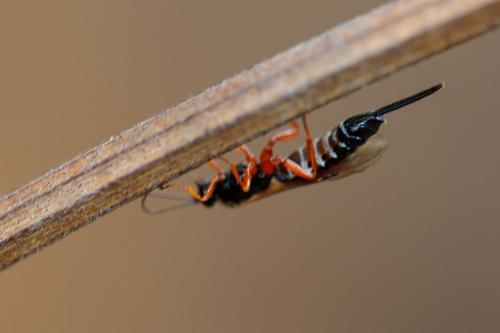 Scambus sp.