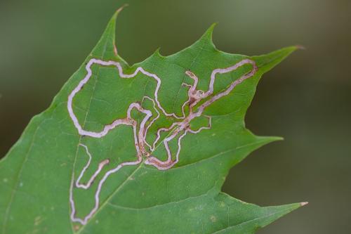 Réf. 241 881 : Stigmella aceris