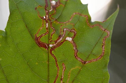 Réf. 241 882 : Stigmella aceris