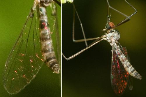 Blepharicera fasciata